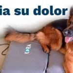 Opiniones de expertos sobre el biomagnetismo en animales