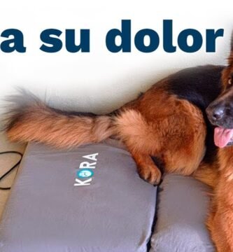 Opiniones de expertos sobre el biomagnetismo en animales