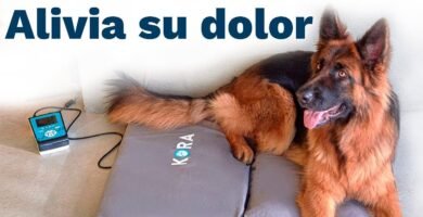 Opiniones de expertos sobre el biomagnetismo en animales